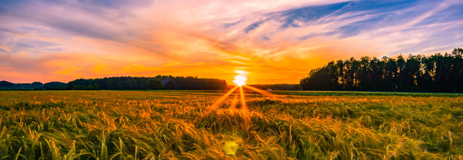 sunset over a field